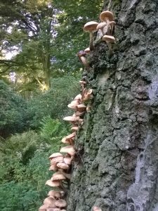 Vrieselhof Paddestoelen 01