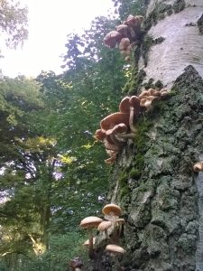 Vrieselhof Paddestoelen 02