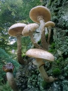 Vrieselhof Paddestoelen 03