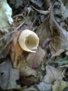 Vrieselhof Paddestoelen 04