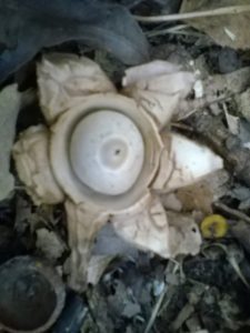 Vrieselhof Paddestoelen 07