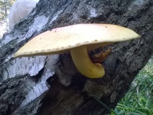 Vrieselhof Paddestoelen 08
