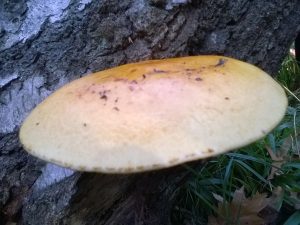 Vrieselhof Paddestoelen 09