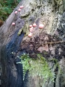 Vrieselhof Paddestoelen 10