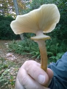 Vrieselhof Paddestoelen 11