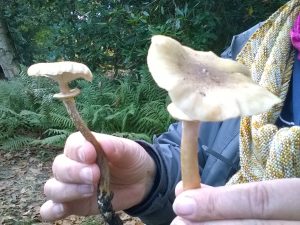 Vrieselhof Paddestoelen 12
