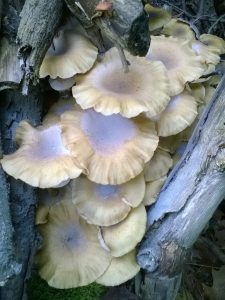 Vrieselhof Paddestoelen 13