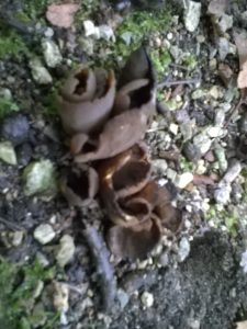 Vrieselhof Paddestoelen 14