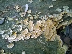 Vrieselhof Paddestoelen 15