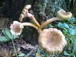 Vrieselhof Paddestoelen 16