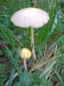 Vrieselhof Paddestoelen 17