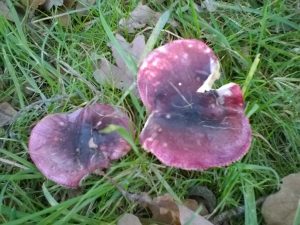 Vrieselhof Paddestoelen 18