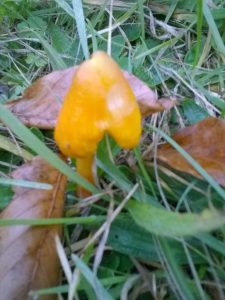 Vrieselhof Paddestoelen 19