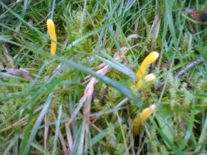 Vrieselhof Paddestoelen 20