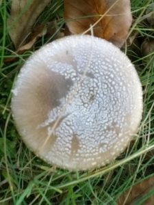 Vrieselhof Paddestoelen 21